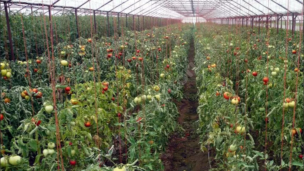 Producătorii de tomate vor avea banii în conturi în două săptămâni