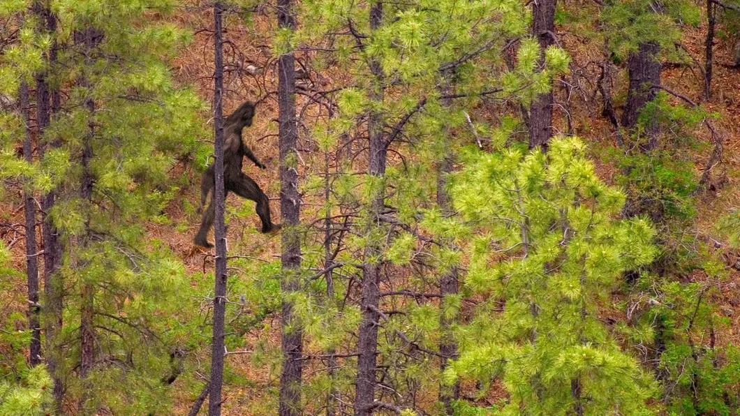 Cea mai apropiată rudă a lui Bigfoot a fost descoperită