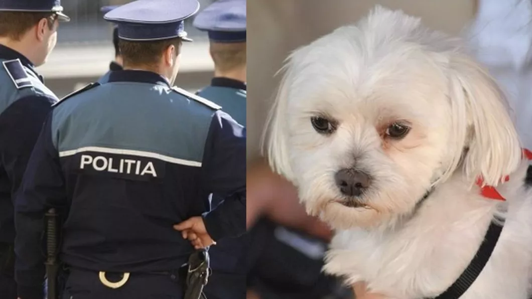 Un ieșean a fost arestat pentru 30 de zile pentru că s-a îndrăgostit lulea de un Bichon Pe stăpânul câinelui l-a bătut zdravăn pentru că s-a opus relației