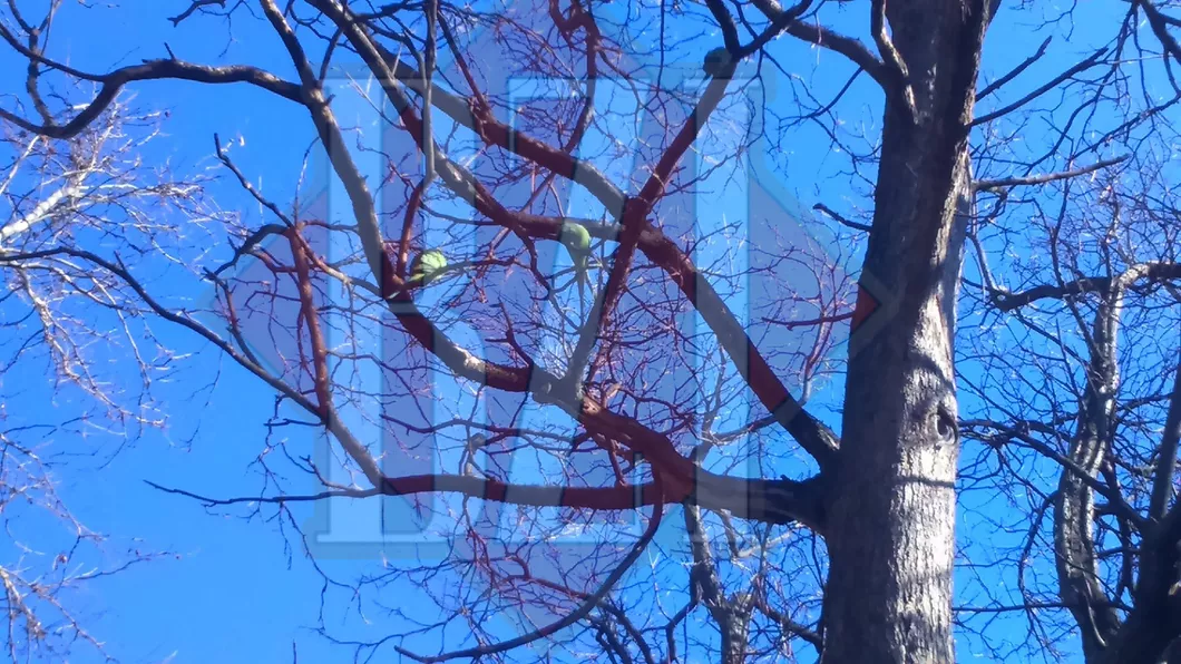 Povestea papagalilor de lângă Teatrul Naţional De ani de zile stau în acelaşi copac - FOTO