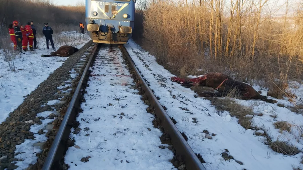 Accident feroviar în Braşov. Mai mulţi cai au fost loviţi de un tren