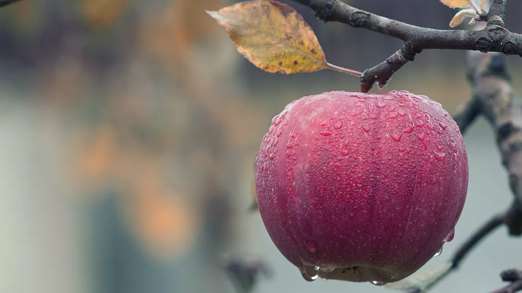 5 așa-numite beneficii pentru sănătate ale mărului realități sau mituri