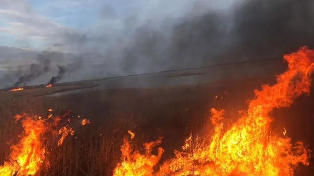 EXCLUSIV Incendiu de vegetație în Iași