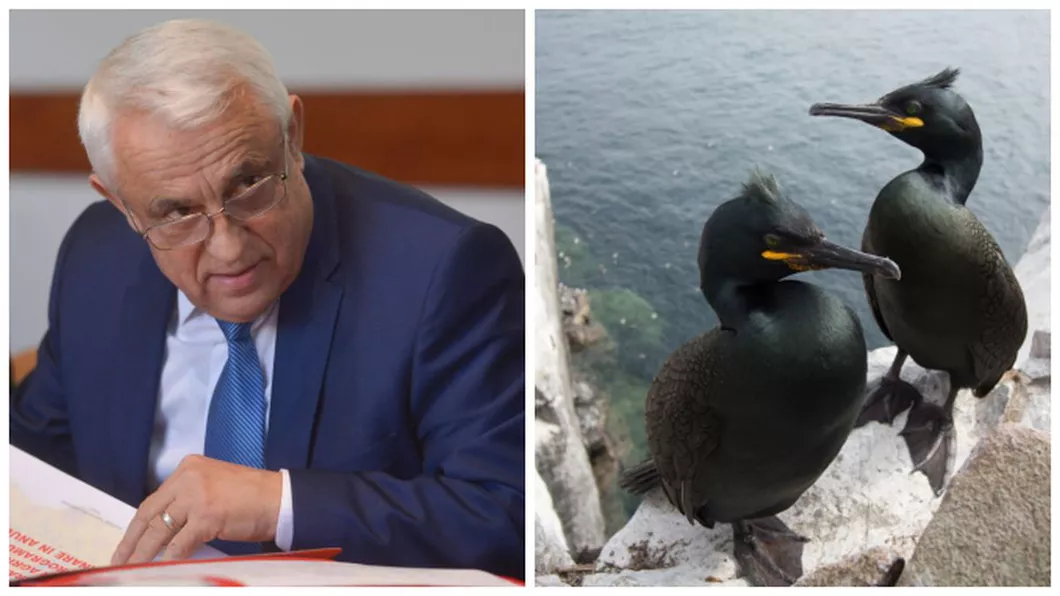 Deşi au râs de Petre Daea acum îi dau dreptate Cormoranii sunt o problemă