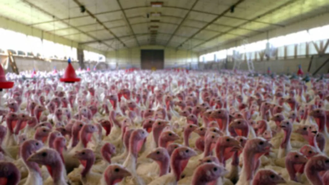 Gripa aviară face ravagii. Peste 22 000 de păsări omorâte