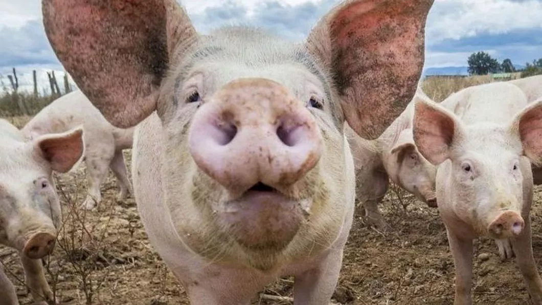 Focarele de pestă porcină africană la porc domestic din județul Iași au fost declarate închise