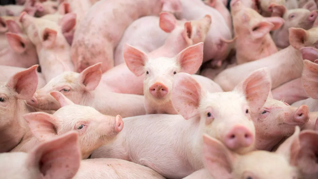 Caz incredibil Un fermier a fost mâncat de porcii pe care îi creștea