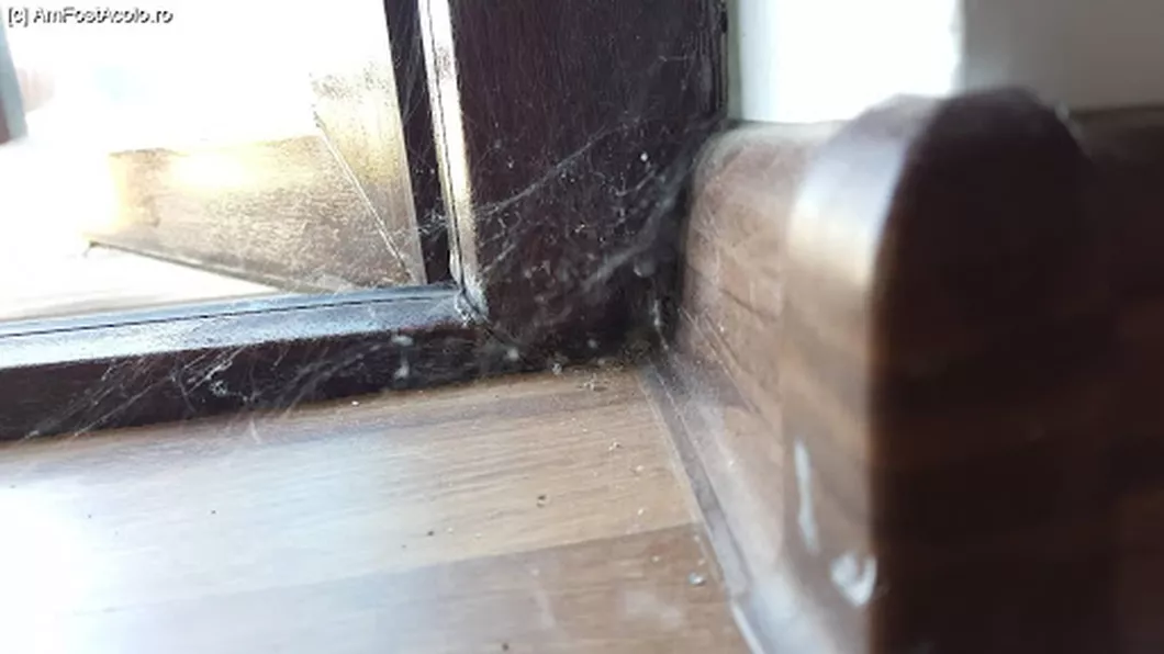 Păianjenii de casă de ce să nu-i omori