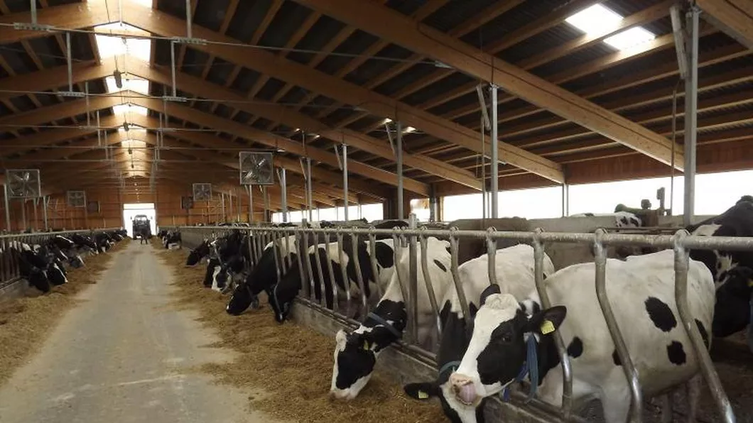 Crescătorii de vaci din Iași primesc sume importante de la APIA
