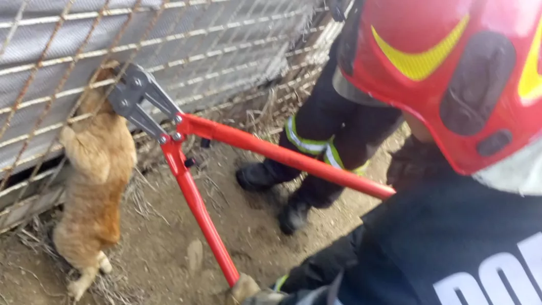 O pisică blocată într-un gard salvată de Detaşamentul de Pompieri Bârlad - FOTO