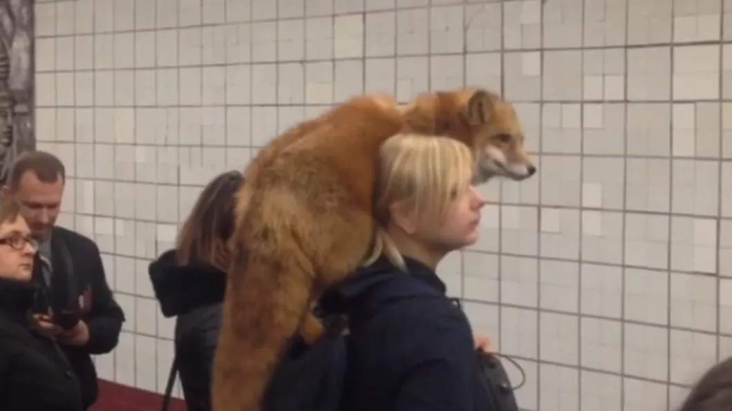 Apariție bizară la metrou. Femeie surprinsă cu vulpea pe umăr - VIDEO