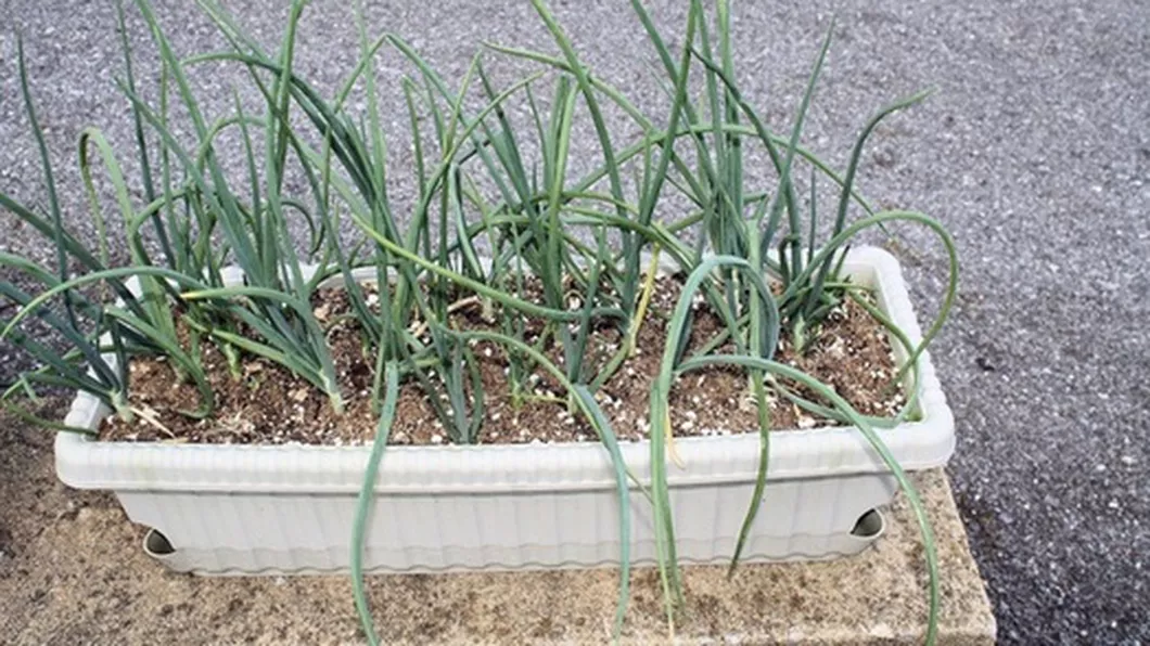 Cum să cultivi ceapă verde în ghiveciul din balcon sau de pe pervaz