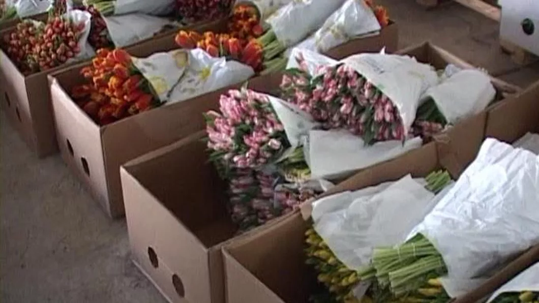 Gata România este protejată Poliţiştii din Capitala au confiscat 22.000 de flori vândute ilicit