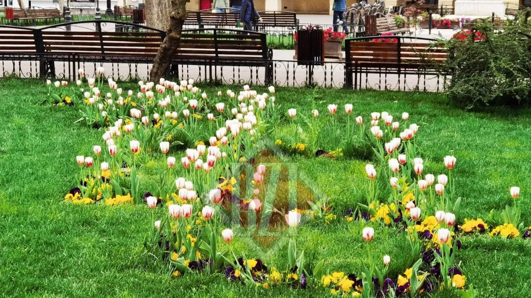 Au apărut florile pe spațiile verzi din Iași. Ce se întâmplă cu cei care le rup