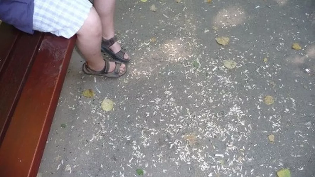 Un ieșean care arunca cojile de semințe pe jos a primit o amendă usturătoare