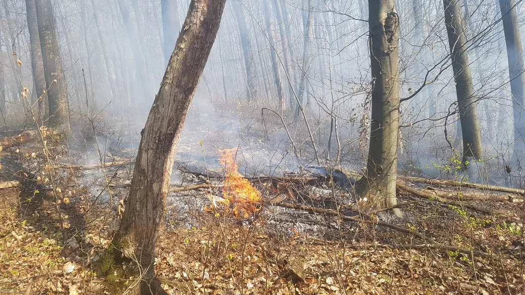 Direcția Silvică Pădurile în flăcări în judeţul Iaşi - FOTO