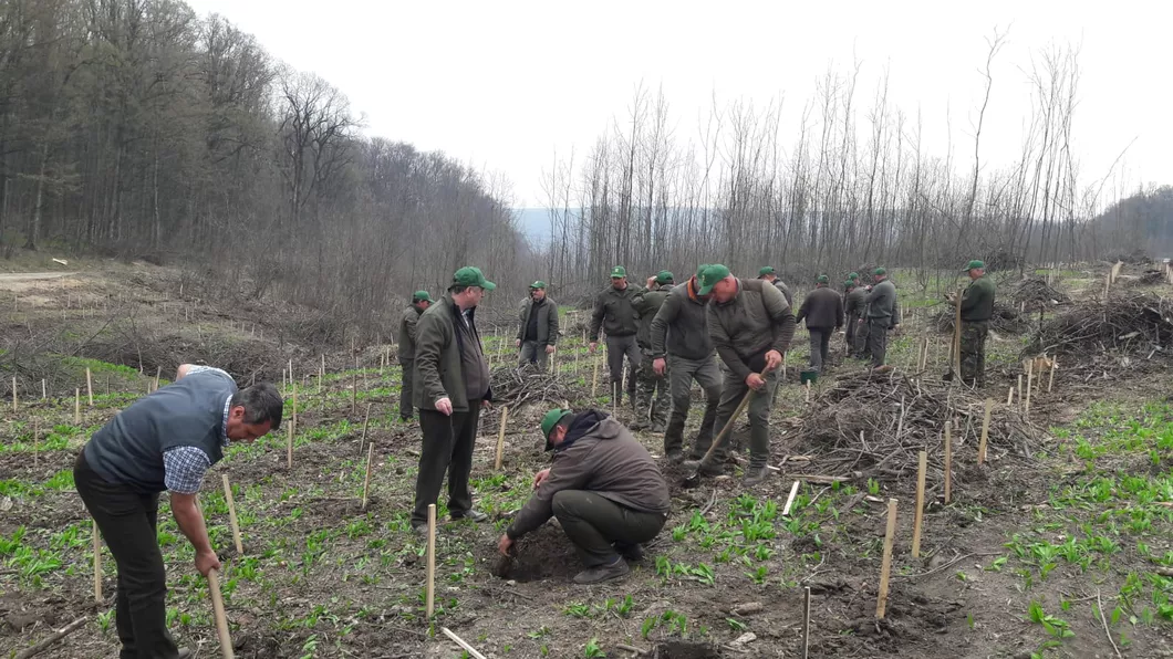 Stop fake-news-urilor Adevărul despre tăierile de arbori din pădurea Bârnova Iată ce spun specialiștii în silvicultură - FOTO