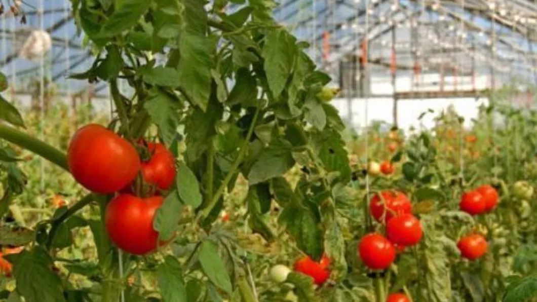 Producătorii din Iași s-au grăbit să se înscrie în programul Tomata. Zeci de cereri depuse la Direcția Agricolă
