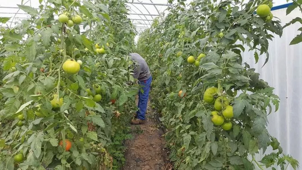 Secretele unor afaceri de succes dezvoltate cu banii obținuți în programul Tomata. Fermierii din Iași au investit 726.000 de euro în serele cu legume din mediul rural în perioada 2017-2019