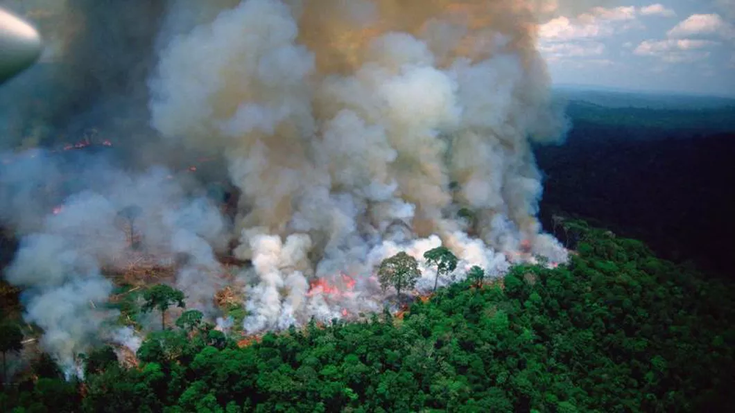 Avertismentul cercetătorilor Următoarea pandemie ar putea veni din Pădurea Amazoniană