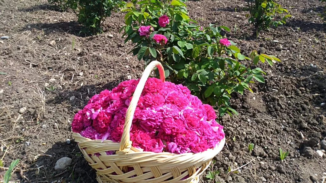 Un cuplu din Iași a investit 1.000 de euro într-o plantație de trandafiri pentru dulceață și a obținut un profit de 10.000 de euro