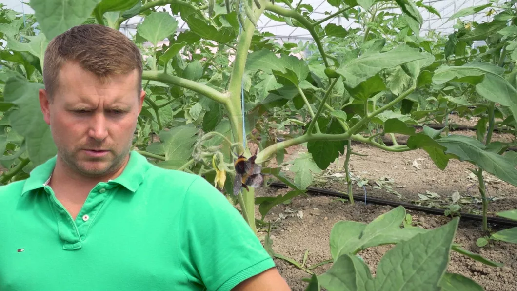 Fermierul lipovean Iulian Marcu din Iași a cumpărat 100 de bondari pentru polenizare. Roșiile naturale vor fi polenizate cu ajutorul acestor insecte și va obține un profit de 10.000 de lei - FOTO VIDEO