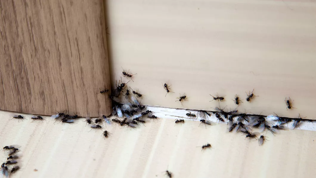Cum să scapi de furnicile care îți tot vin în casă
