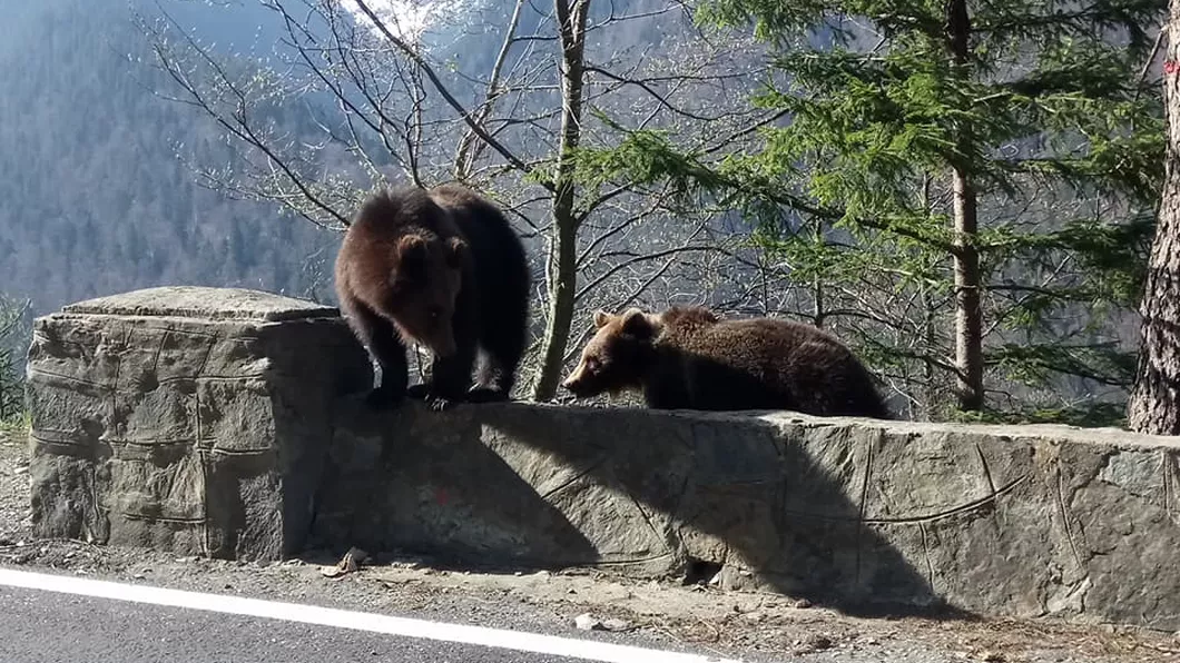 Alertă pentru românii de la munte. Zeci de urși prezenți în cele mai aglomerate stațiuni