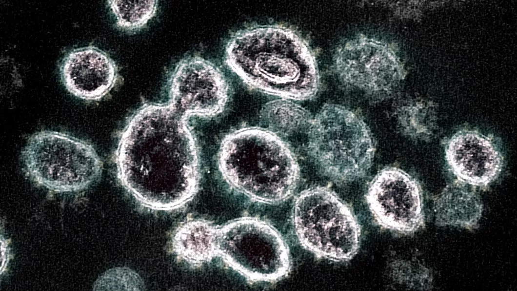Coronavirusul sufera modificări care determină celulele să nu-l recunoască