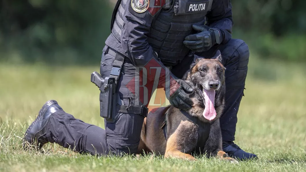 A fost în misiuni dificile și este spaima infractorilor Toi câinele polițist de la Serviciul pentru Acțiuni Speciale a împlinit 5 ani - FOTO VIDEO