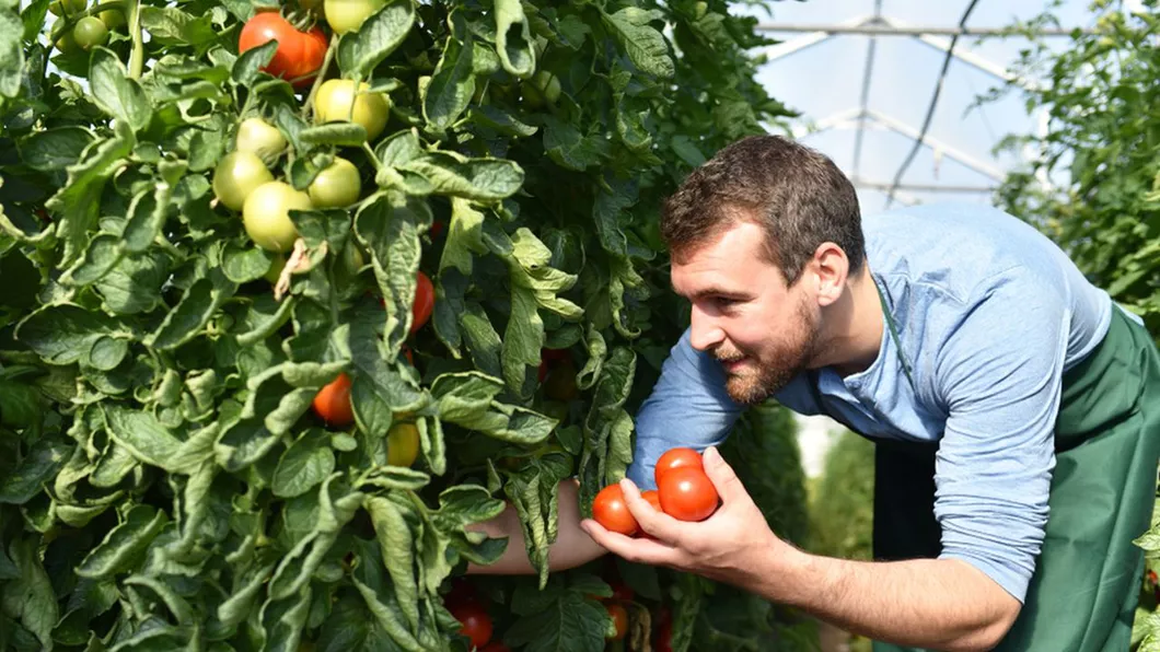 Cum îngrijești grădina în iulie și ce legume se pot cultiva în această lună