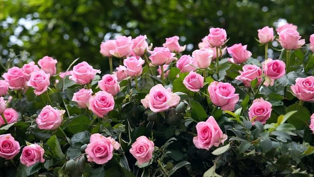 Trandafiri cum să îi îngrijeşti ca să aibă înflorire abundentă