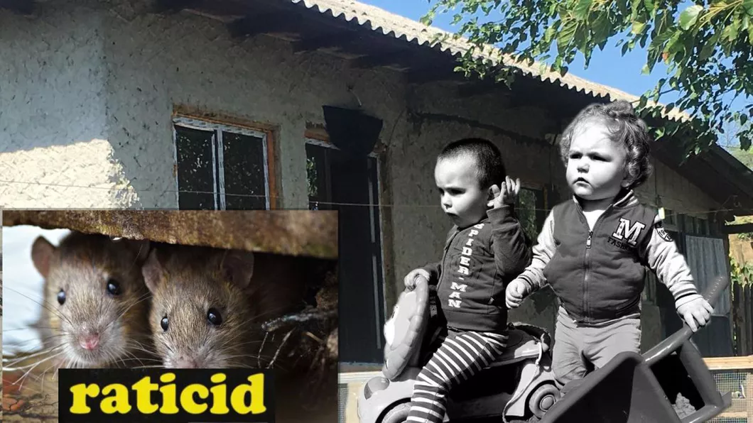 Otrava de șobolani care i-a ucis pe cei doi frățiori din Iași a fost adusă de la Vaslui. O rudă de-a micuților care lucrează într-un depozit a luat-o pe sub mână. În magazine nu se găsește