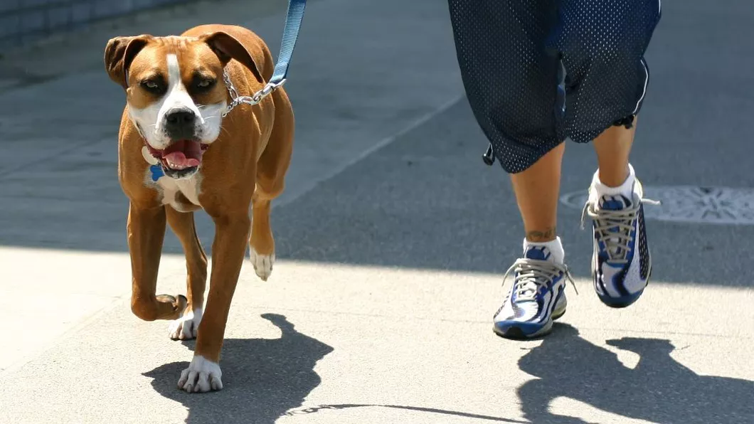Proprietarii de câini sunt obligaţi să îşi plimbe patrupedele de două ori pe zi în Germania este lege