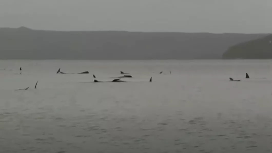 Sute de balene au eşuat într-un golf din Tasmania - VIDEO