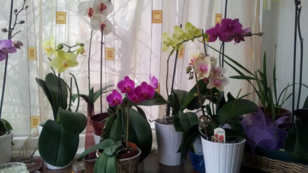 Cum se îngrijește orhideea ca să te bucuri tot timpul de florile ei