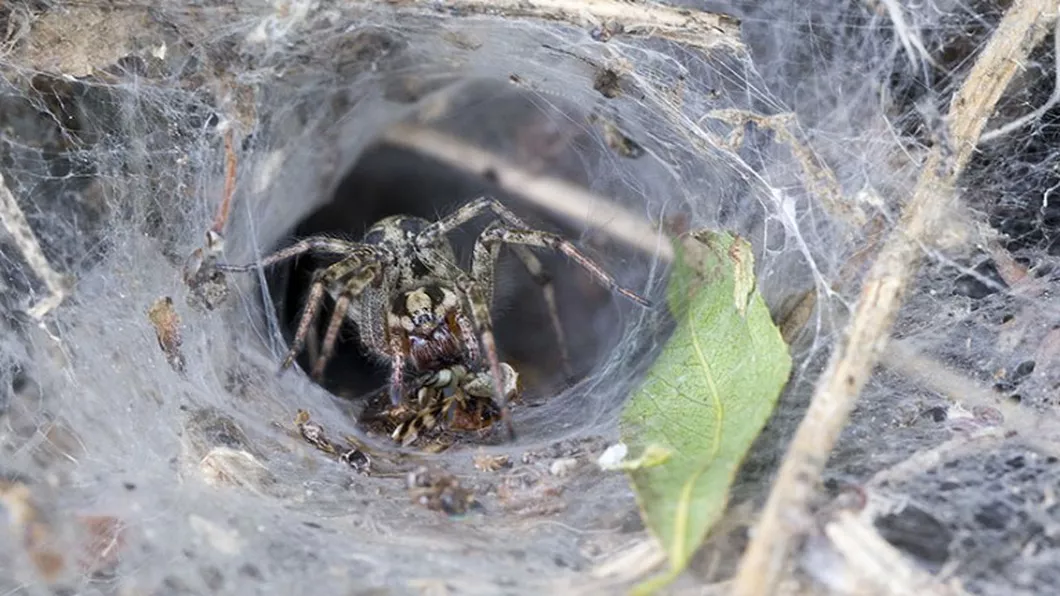 Scenă demnă de filmele de groază Ce a descoperit o femeie care și-a scos câinele la plimbare