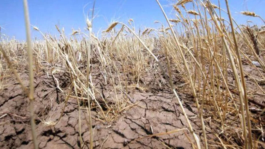Agricultorii din trei localități din Iași au pierdut tot ce au cultivat în anul 2019 iar 80 la sută din suprafața totală cultivată cu cereale sau plante tehnice este calamitată
