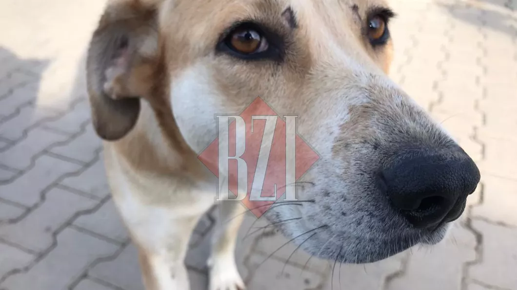 Ieșenii abandonează animalele de companie în timpul pandemiei. Numărul câinilor aduși la Padocul Iași s-a dublat față de anul trecut - FOTO VIDEO