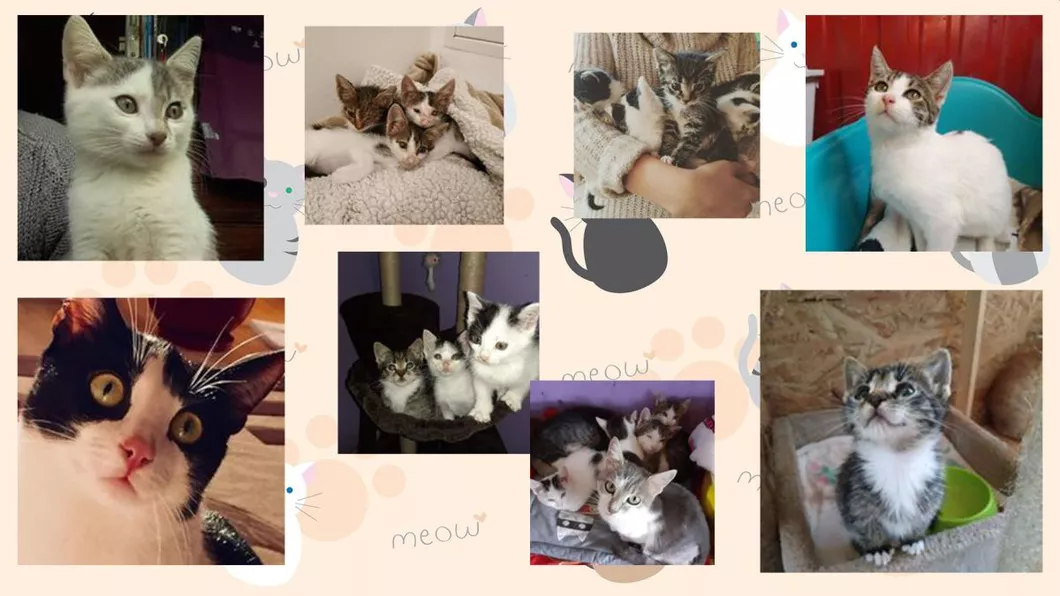 Iubitorii de feline sunt invitați la târgul de adopții din județul Iași. Peste o sută de pisici abandonate își așteaptă stăpânul