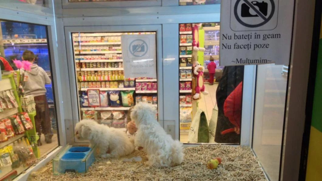 Dezacord total. Vânzarea animalelor de companie a crescut vertiginos în timp ce la Iași a crescut abandonul animalelor