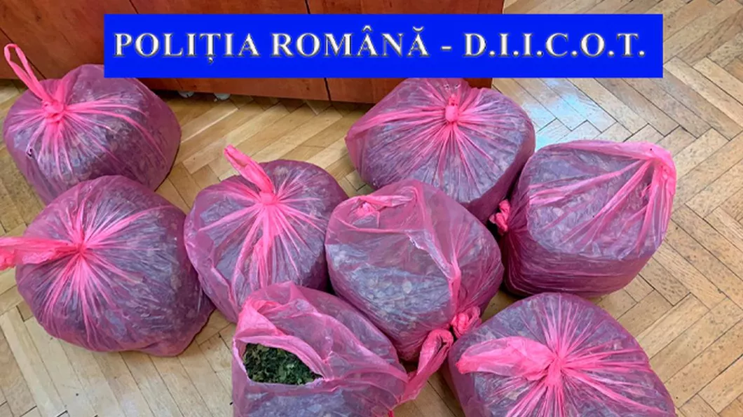 Captură-record de droguri la Iași Bărbat prins cu 25 de kilograme de substanțe interzise Dus la audieri individul a susținut că a vrut să importe frunze de ceai