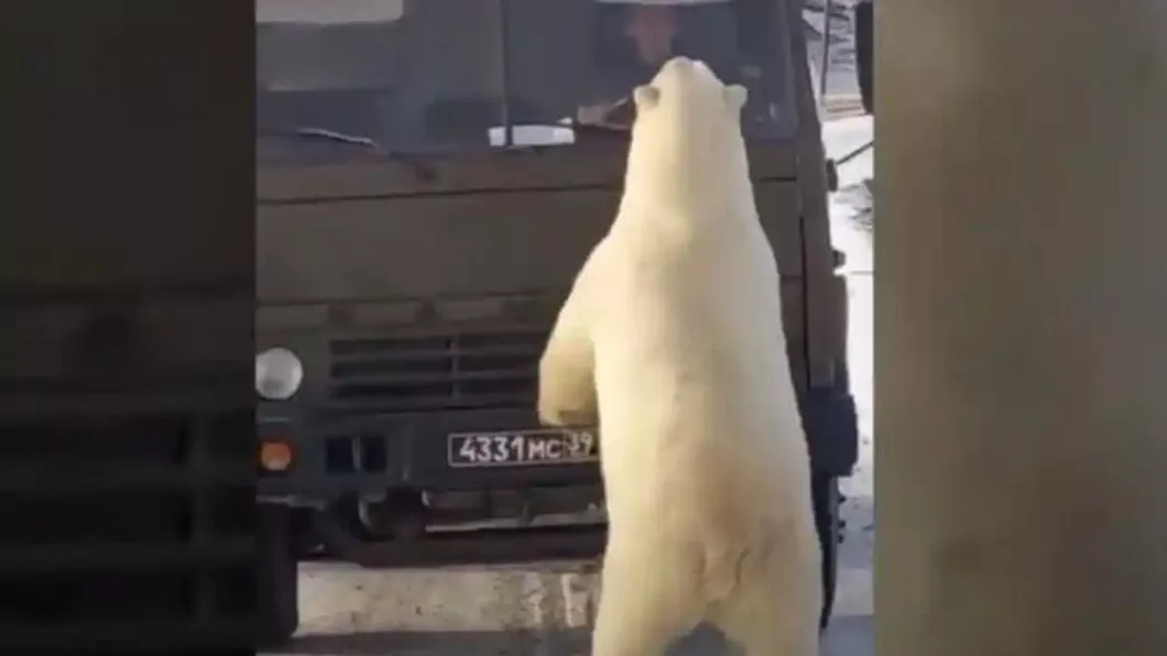10 urși polari asalt la un camion de gunoi pe un drum din Rusia Arctică