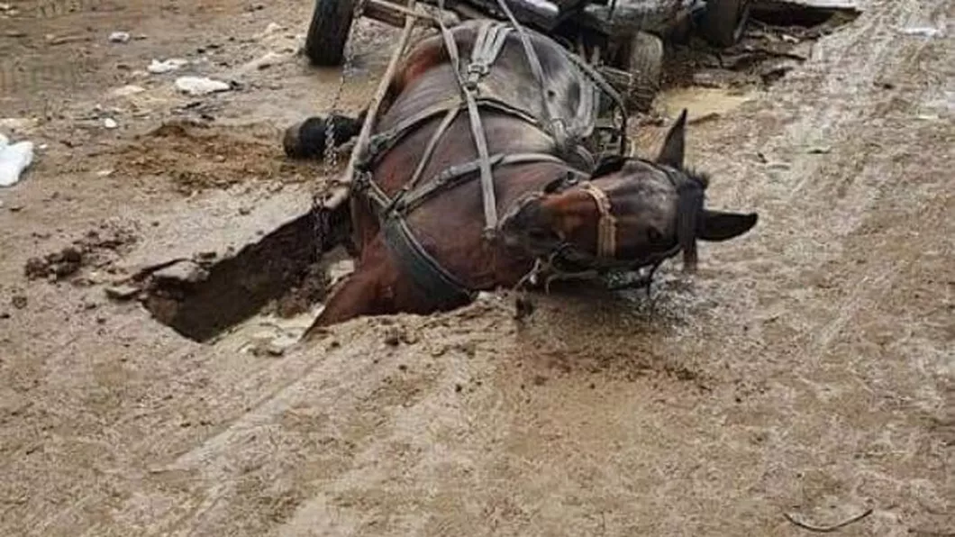 Imagini greu de privit. Un cal a căzut într-o groapă de pe un drum din Teleorman - FOTO