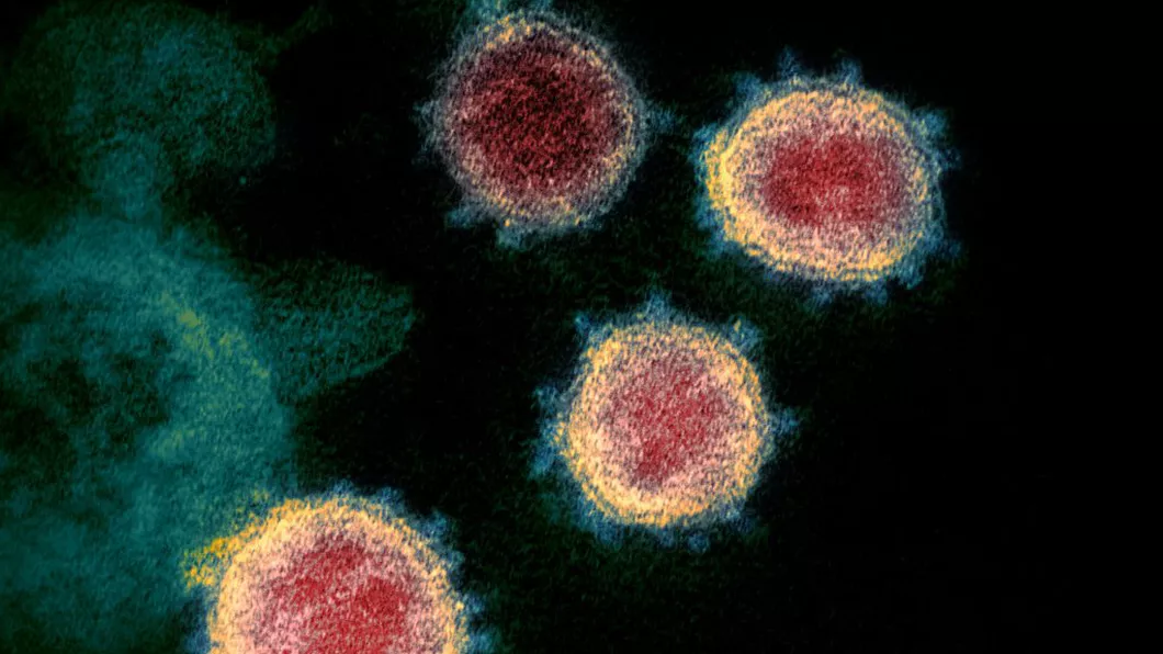 Imunitatea în fața COVID-19 durează cel puțin opt luni arată noi date