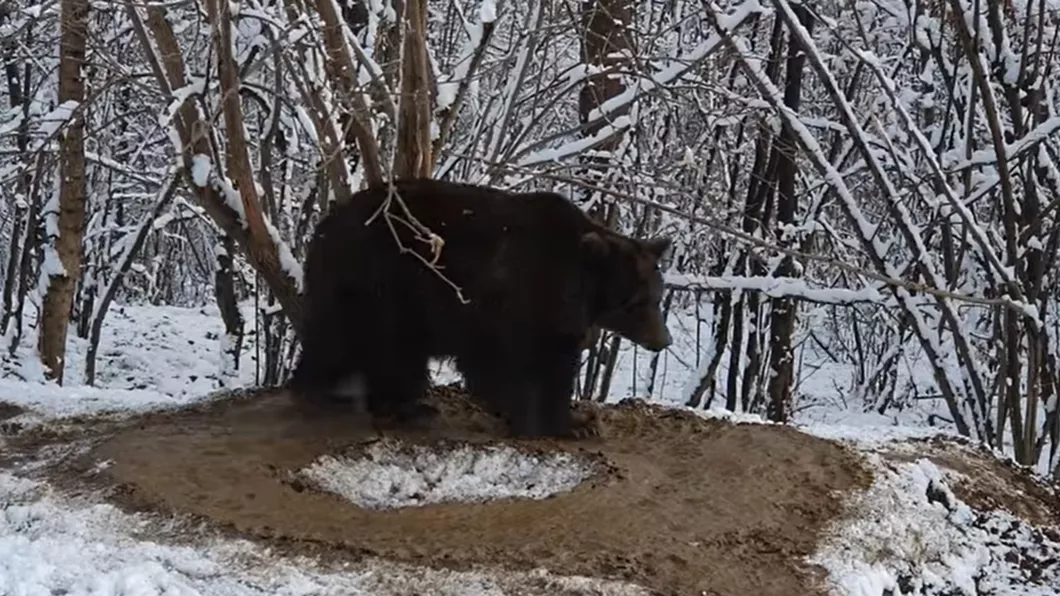 Un urs eliberat după 20 de ani de captivitate se învârte în cerc - FOTO VIDEO