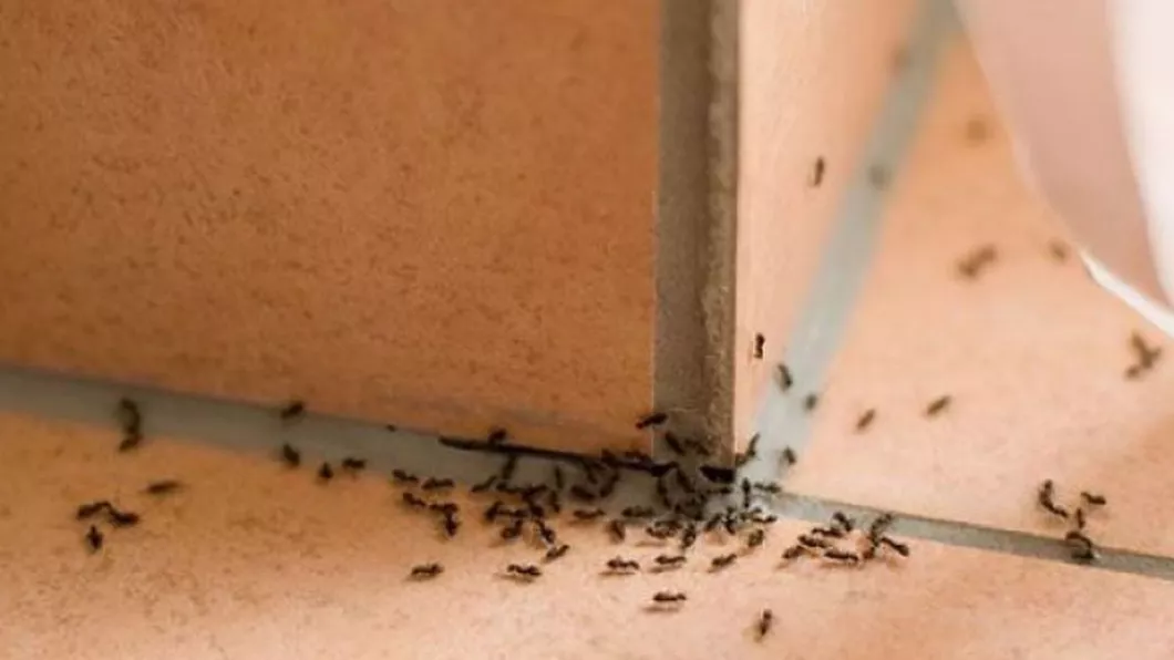 Cum scapi de furnici din bucătărie dacă te-au invadat. Cele mai eficiente metode naturale