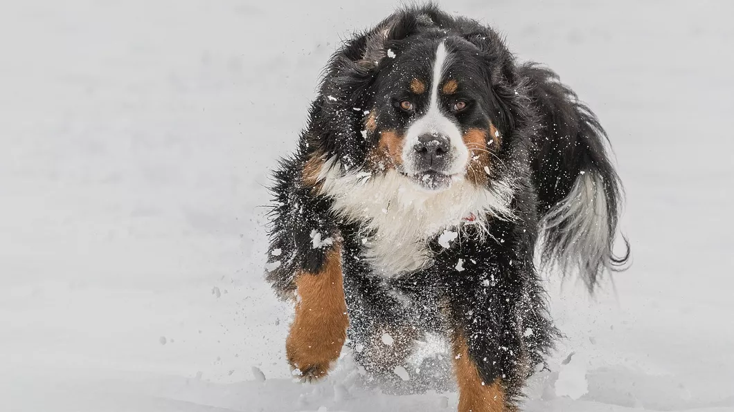 5 cele mai importante ritualuri de îngrijire a câinilor în lunile de iarnă