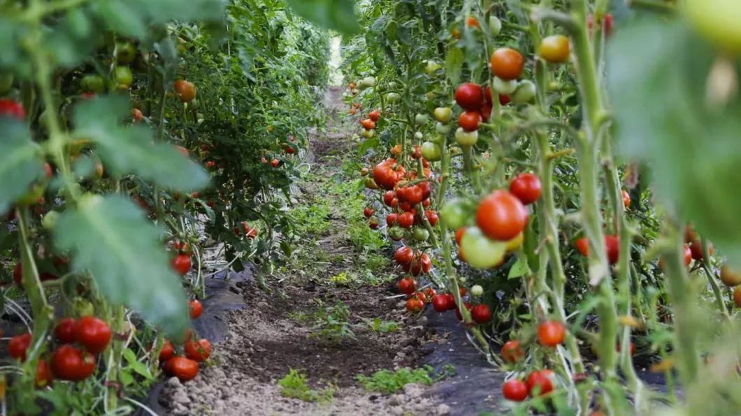 Legumicultorii din Iași nemulțumiți de suspendarea programului Tomata. Fermierii vor primi noi ajutoare financiare pentru legumele din spații protejate