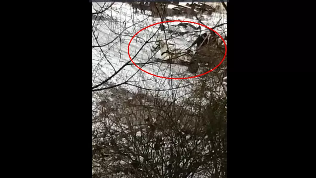 Cal căzut la pământ biciuit de doi bărbaţi în Hunedoara. Imagini șocante  - VIDEO